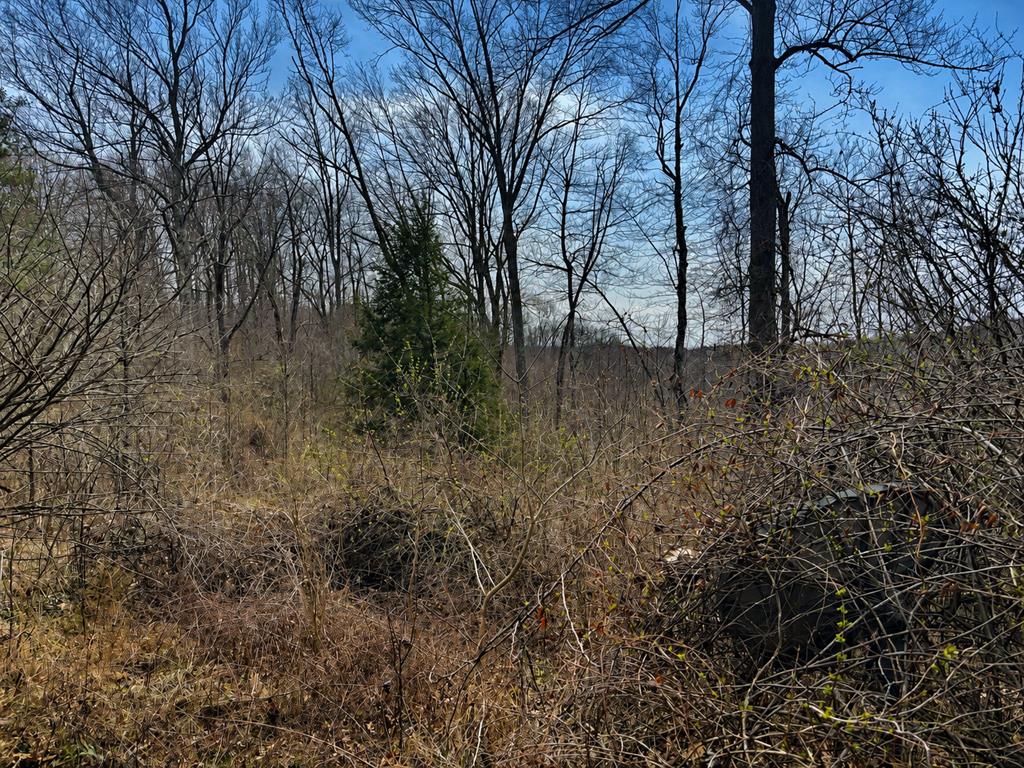 799 Woodruff Road Property Photo 4