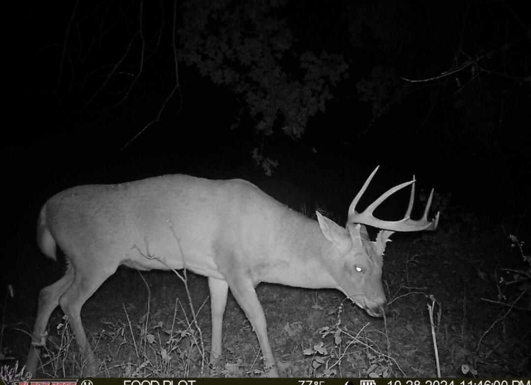99.5 Acres County Road 40 Property Photo 2