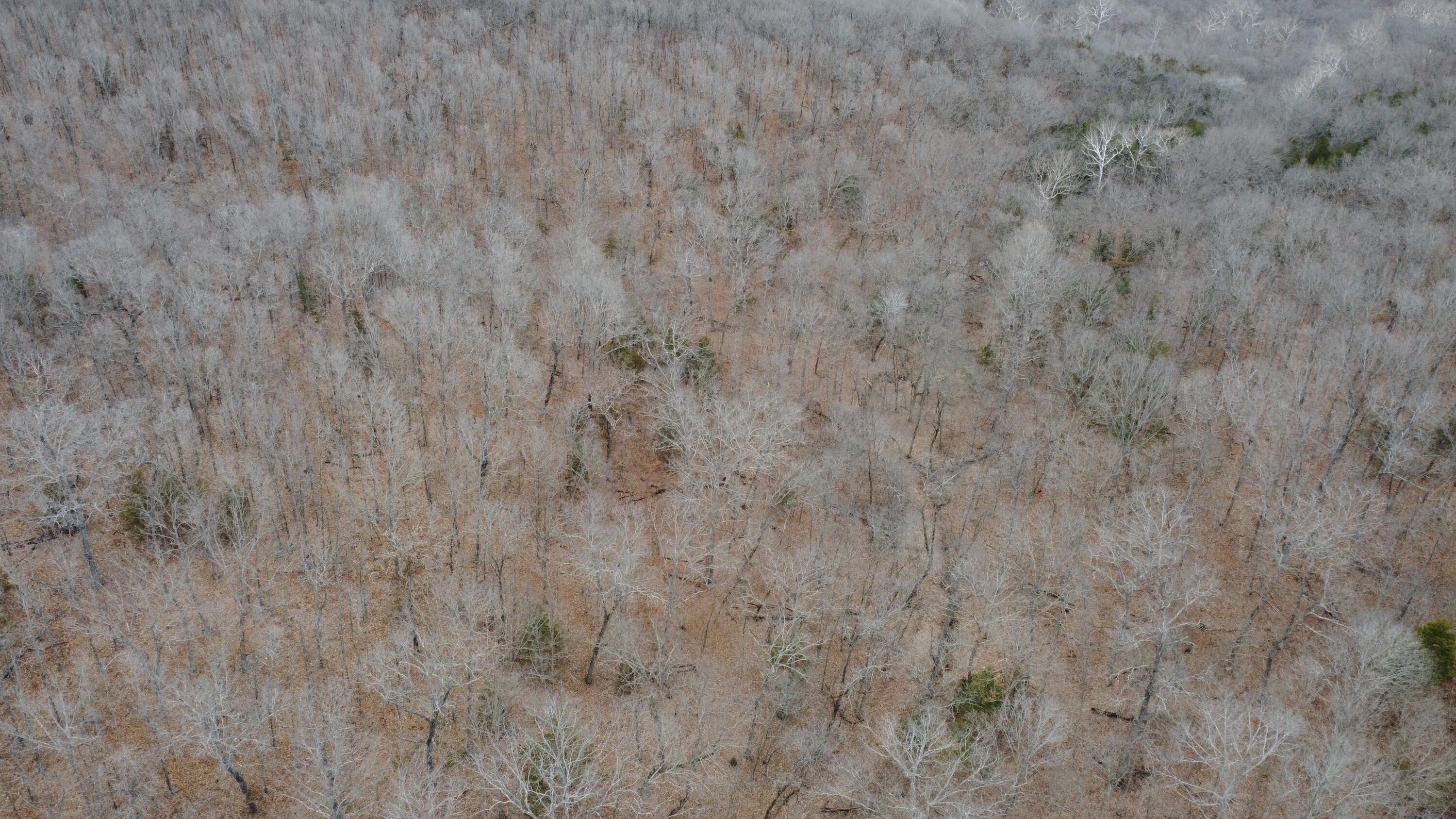99.5 Acres County Road 40 Property Photo 13