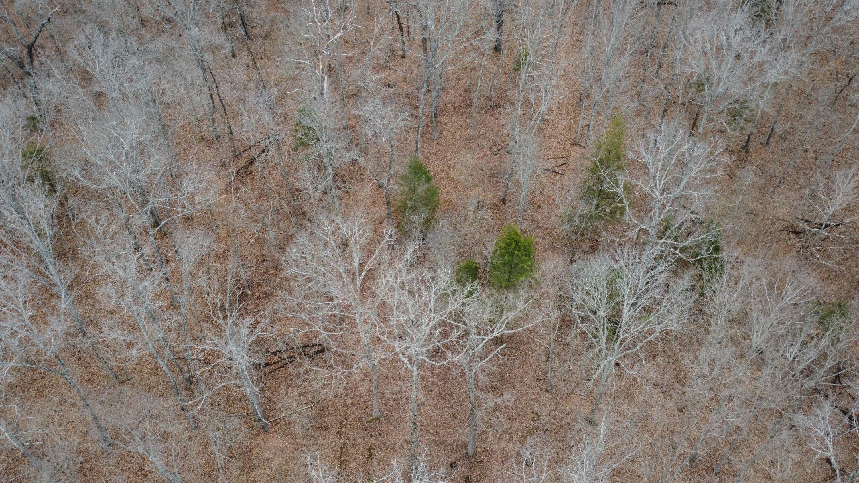 99.5 Acres County Road 40 Property Photo 1
