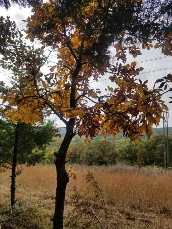 2478 Fowler Rd Property Photo 24