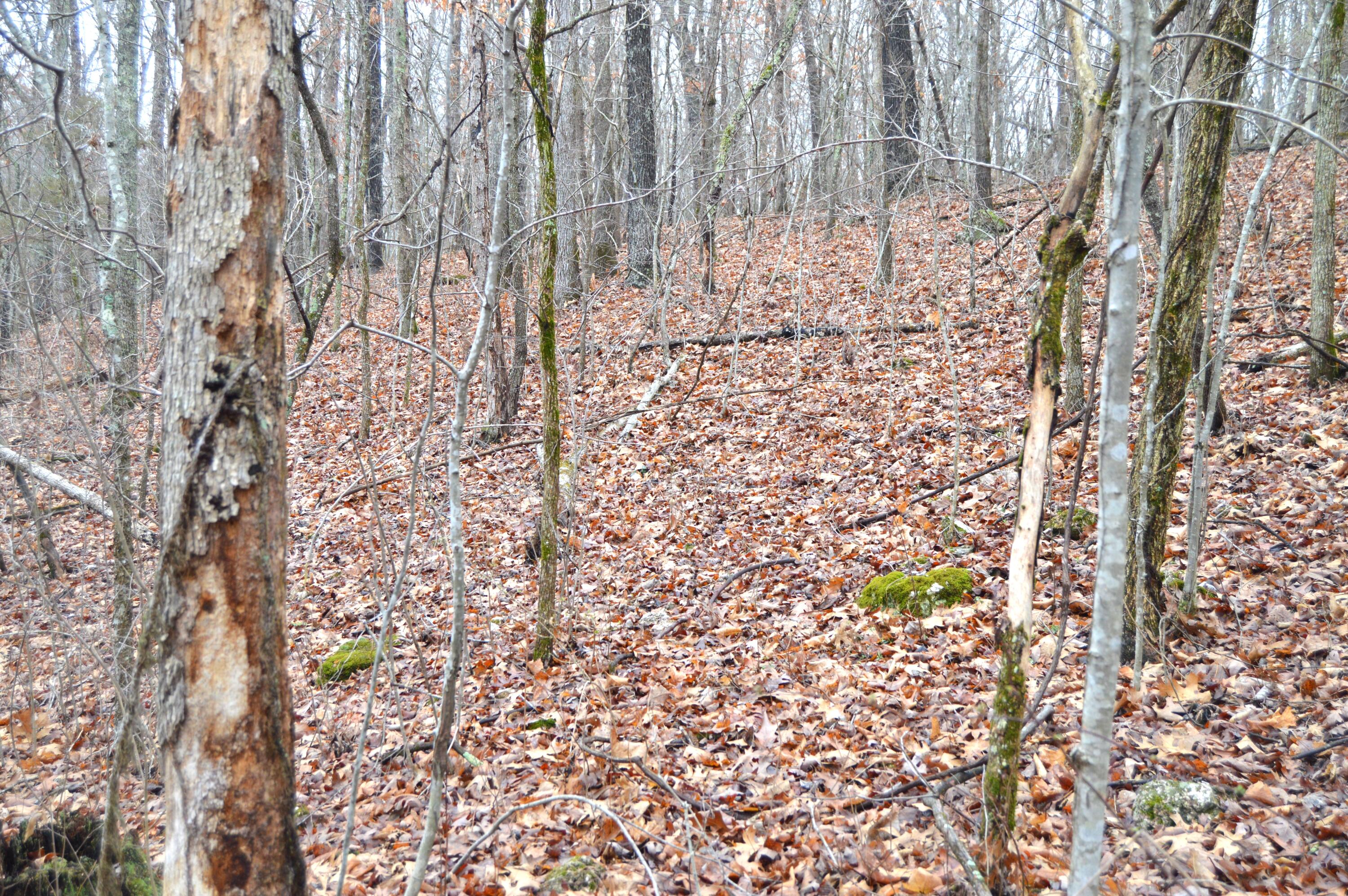 5754 Dry Branch Rd Property Photo 14