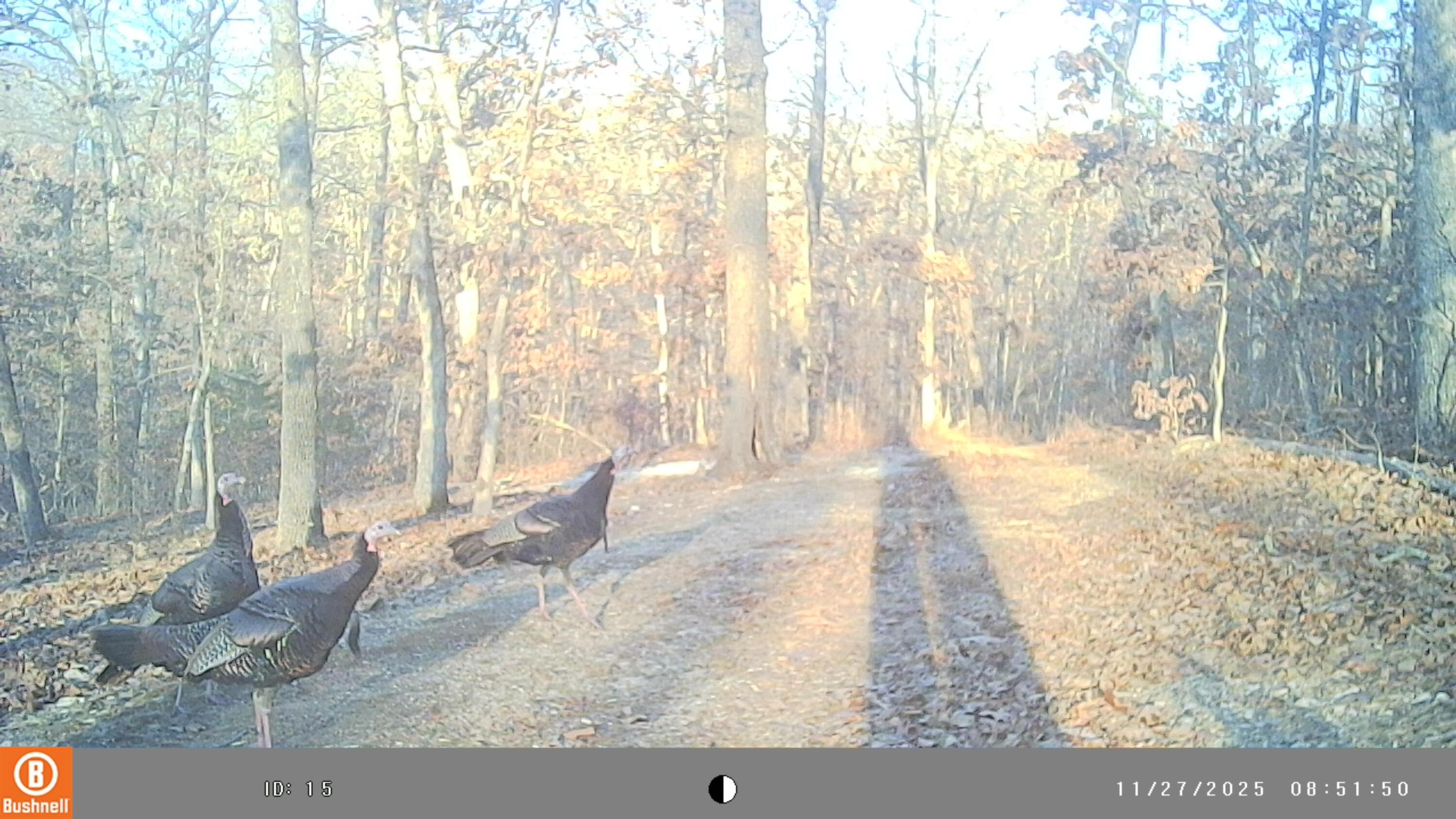 5754 Dry Branch Rd Property Photo 16
