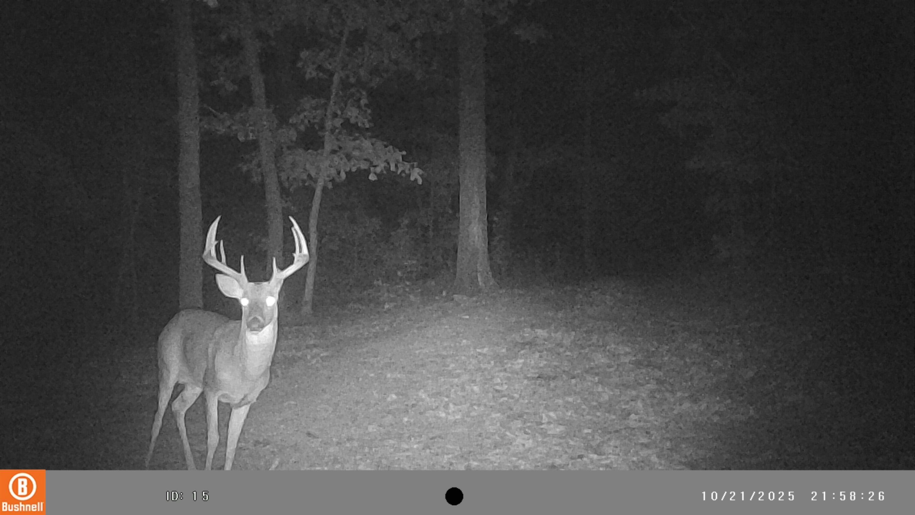 5754 Dry Branch Rd Property Photo 19