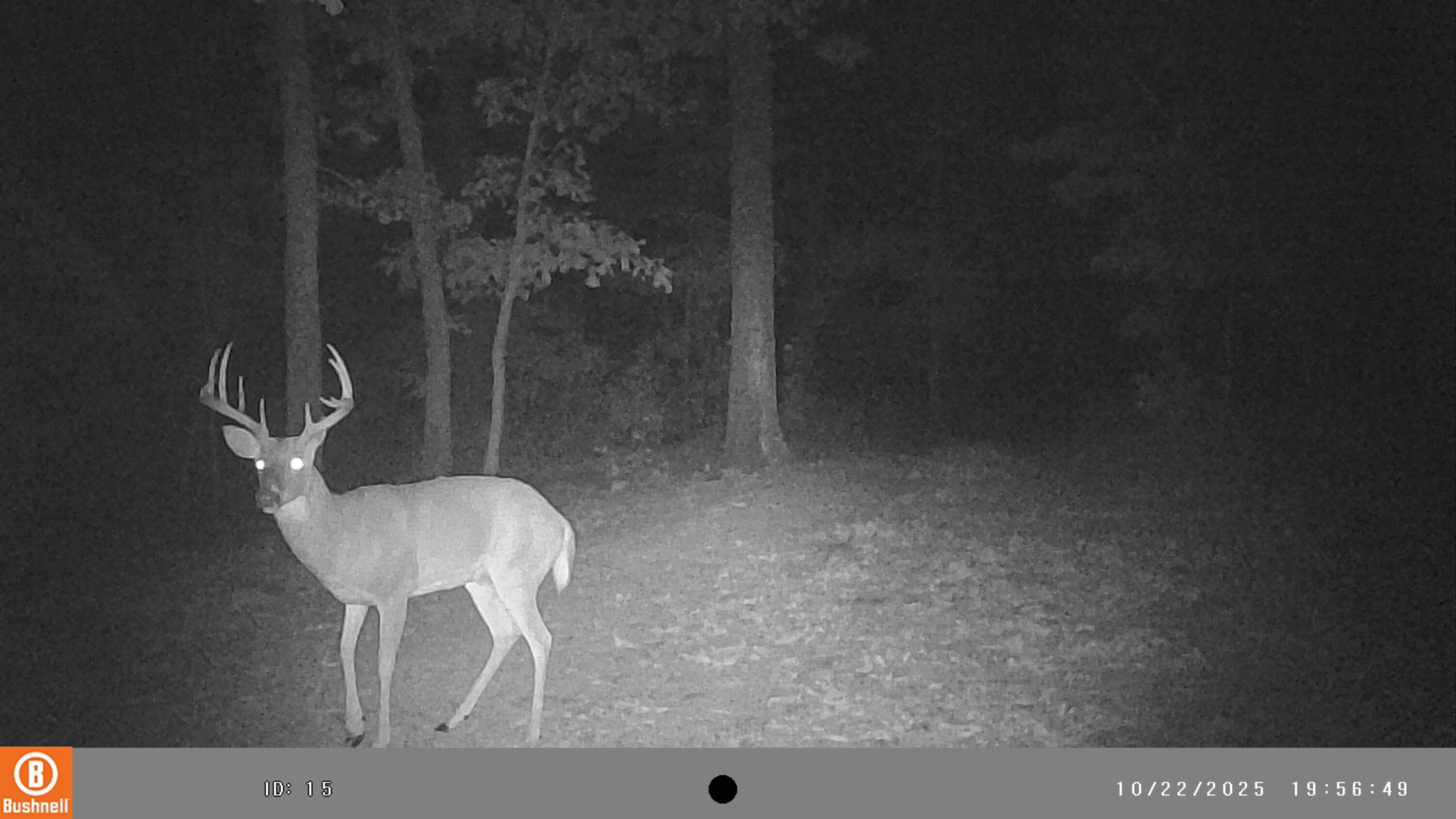 5754 Dry Branch Rd Property Photo 20