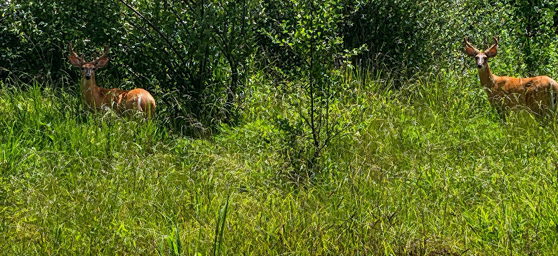 S Fox Ln Property Photo 2