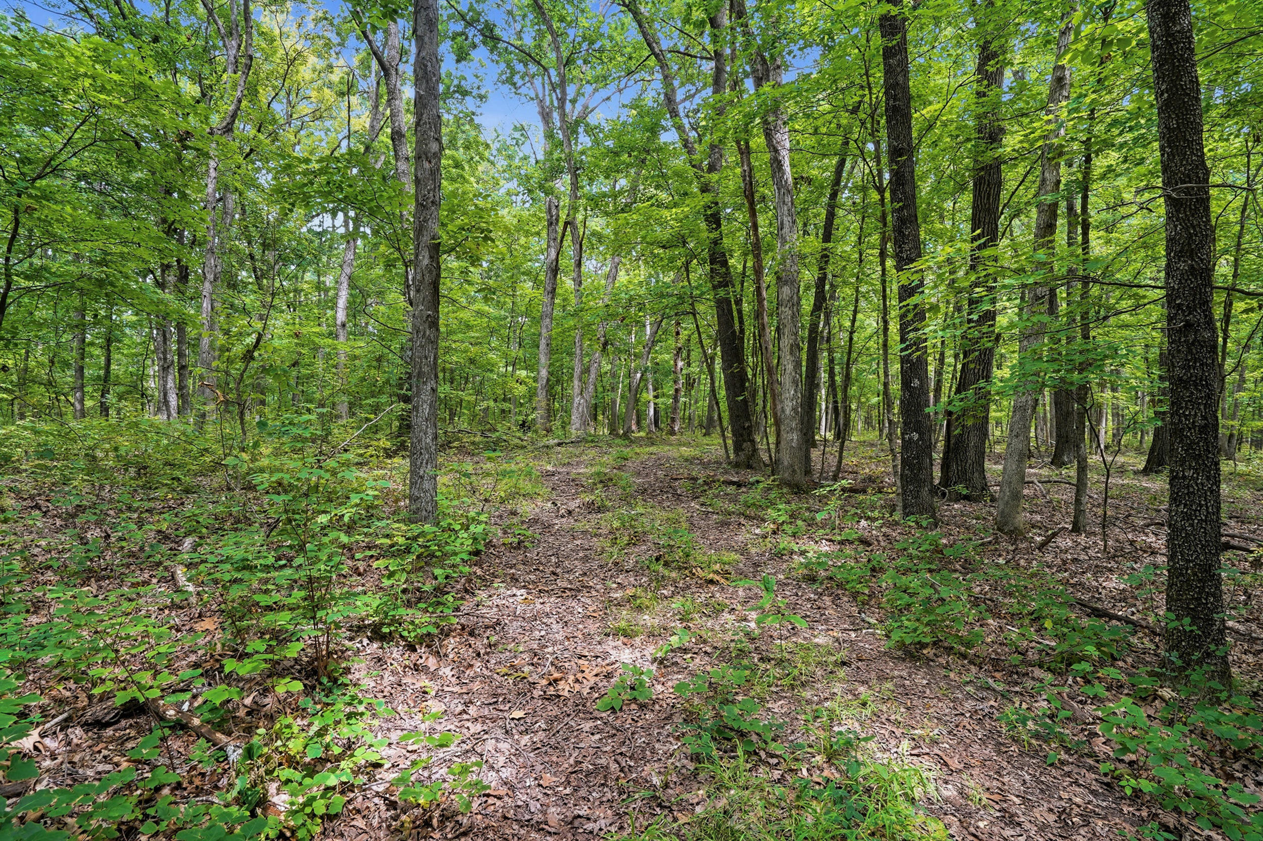 40 +/- Ac E Dee Woods Rd Property Photo 2