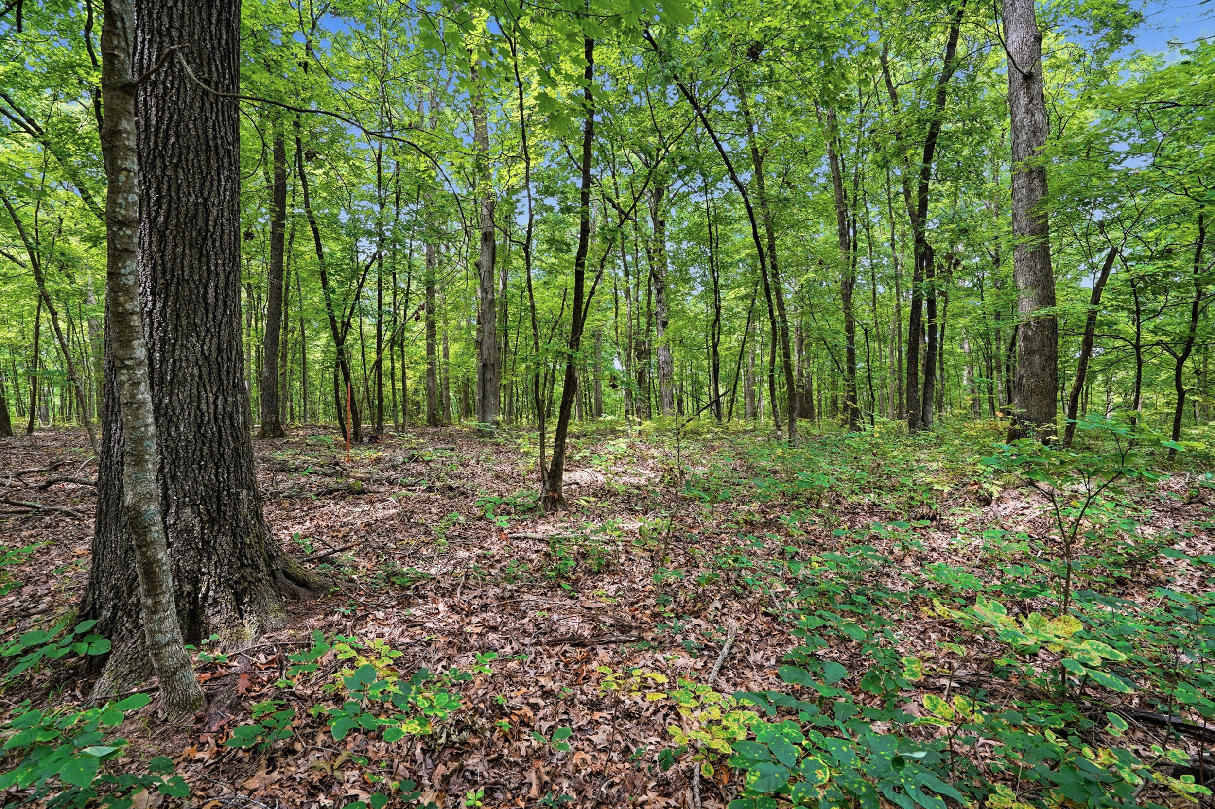 40 +/- Ac E Dee Woods Rd Property Photo 3