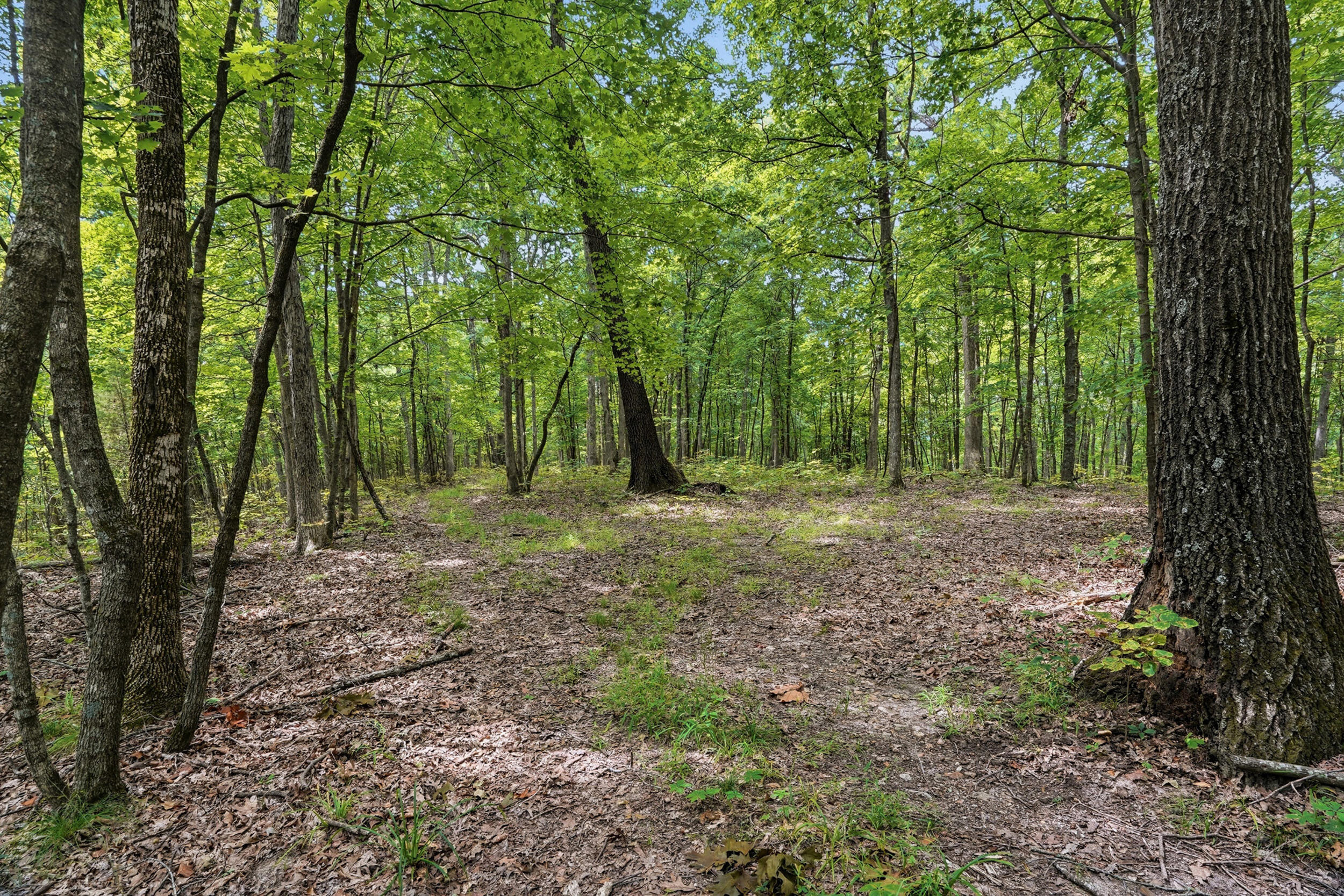 40 +/- Ac E Dee Woods Rd Property Photo 4