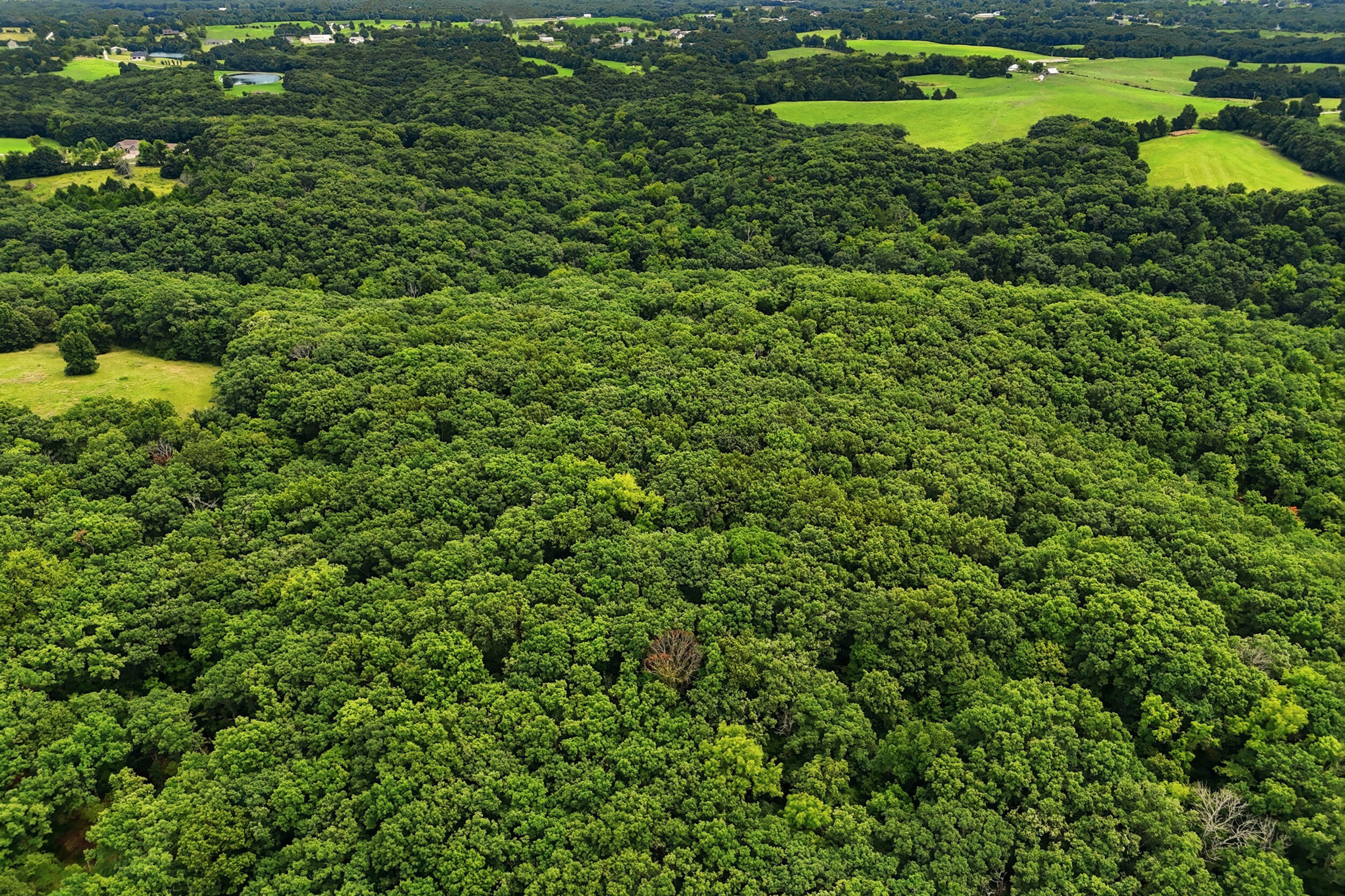 40 +/- Ac E Dee Woods Rd Property Photo 8