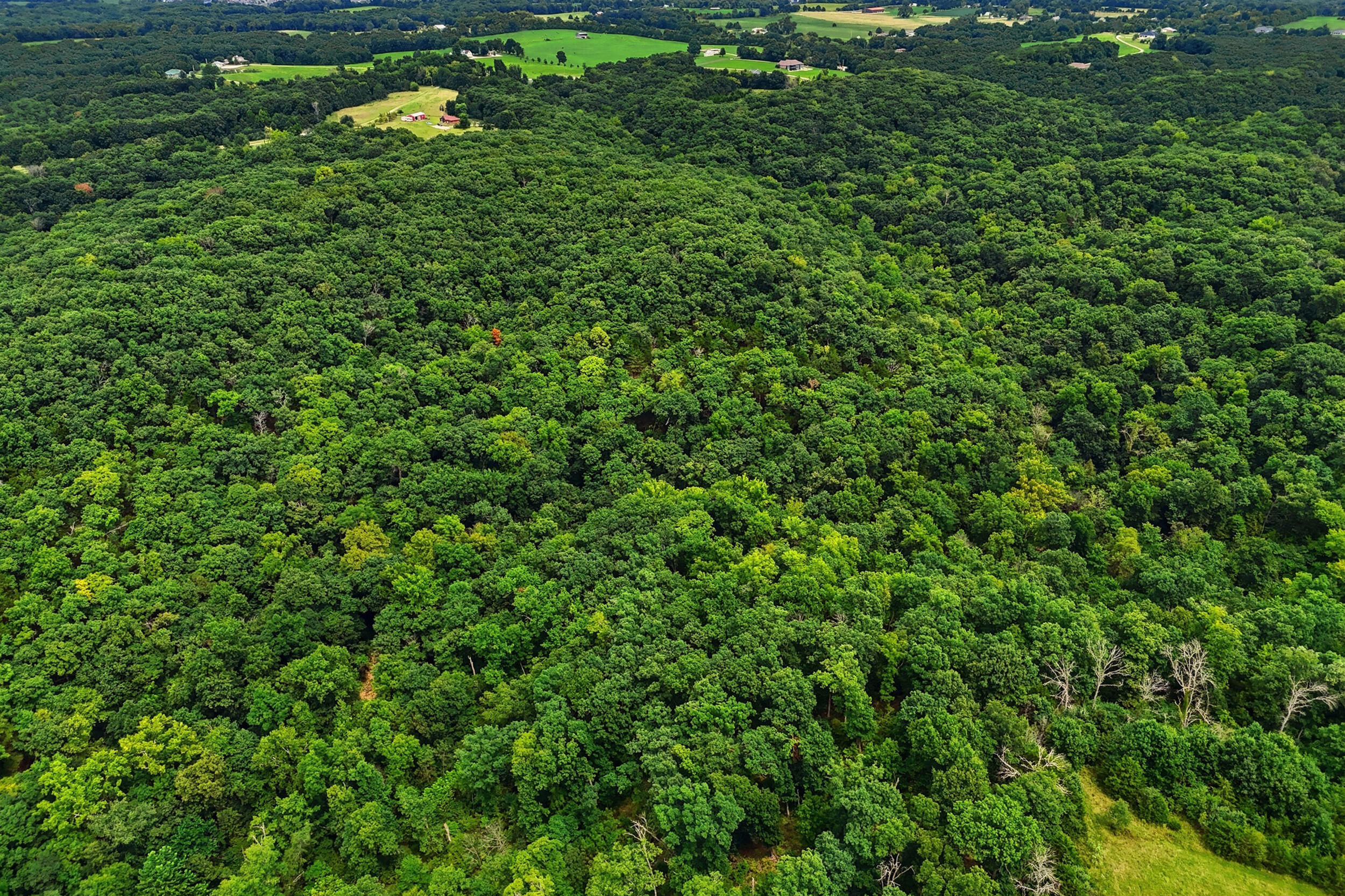 40 +/- Ac E Dee Woods Rd Property Photo 10