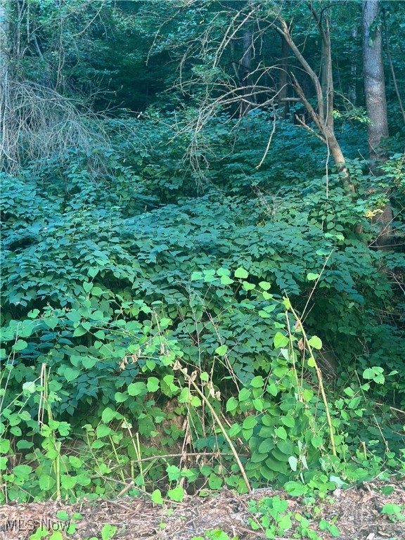Maxwell Avenue Property Photo 3