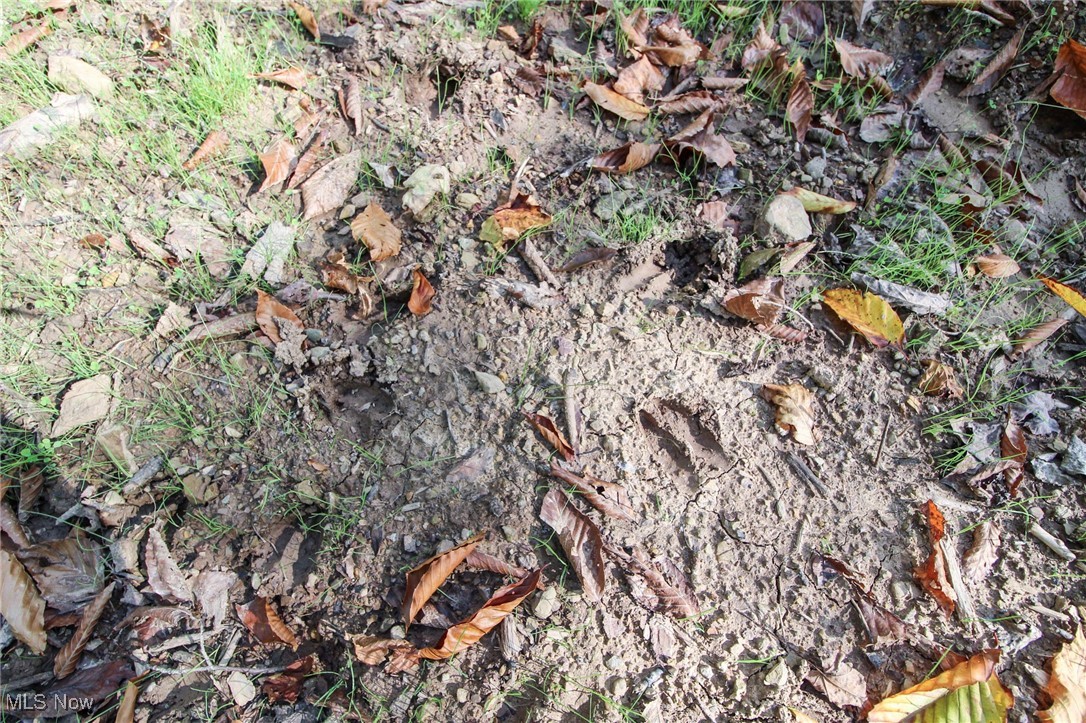 Cow Run Road Property Photo 14