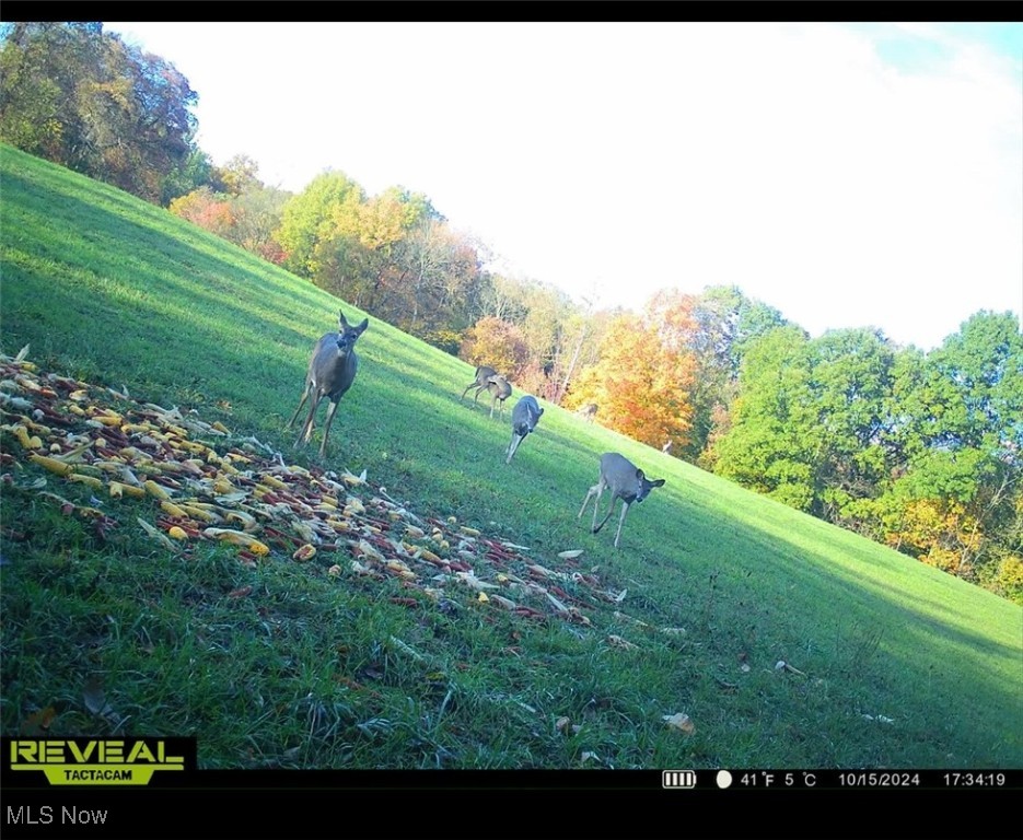 Pugh Ridge Property Photo 16