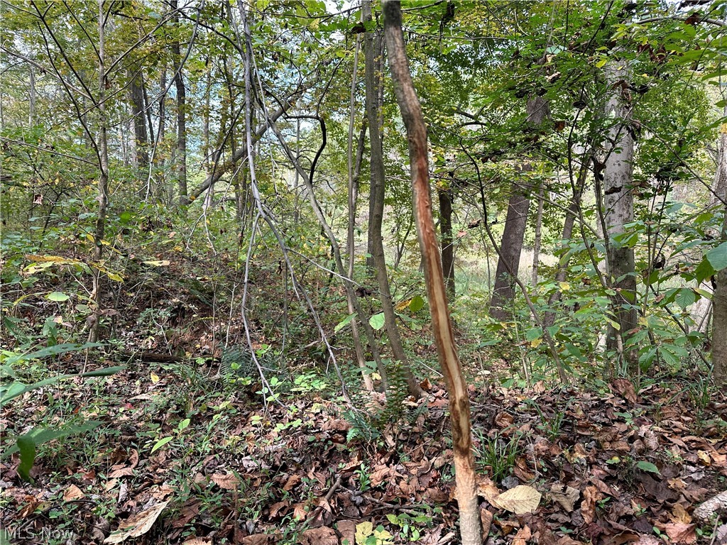 0 Tadpole Run Rd Property Photo 5