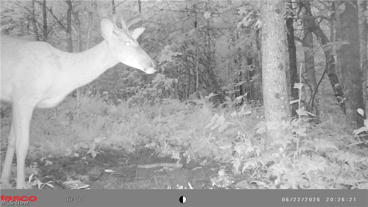 Glendale Pike Property Photo 12