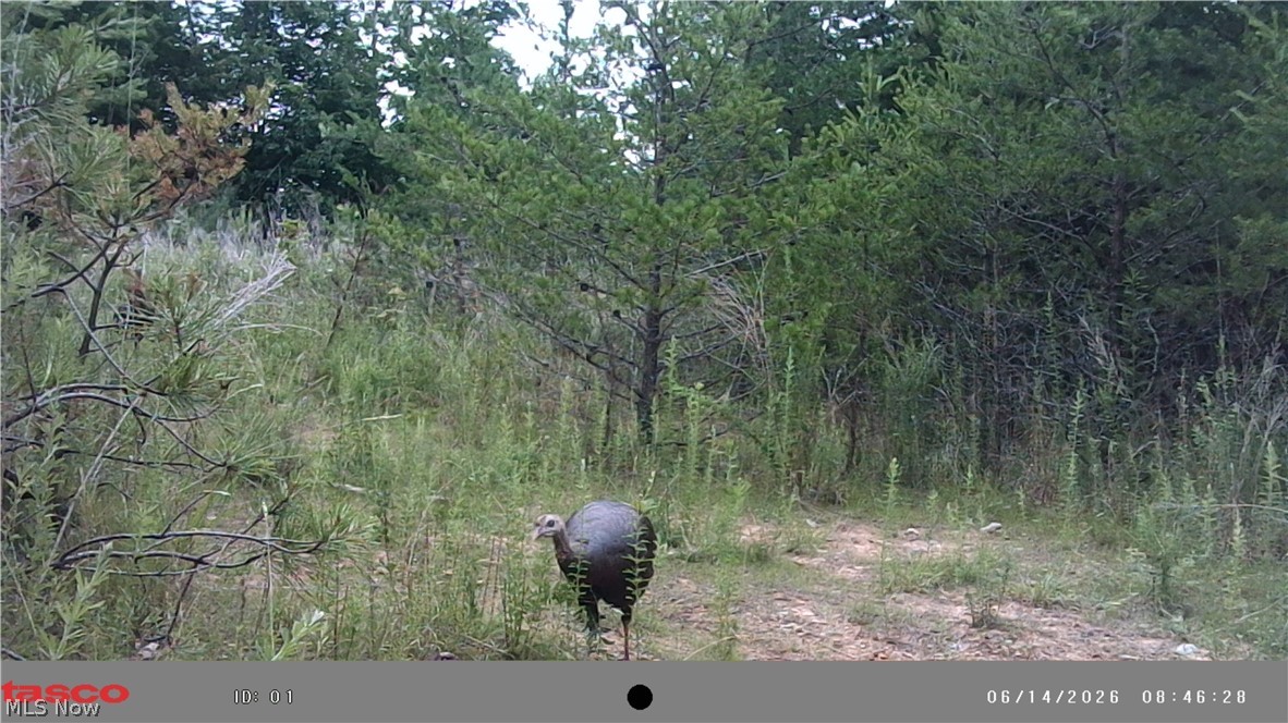 Glendale Pike Property Photo 15