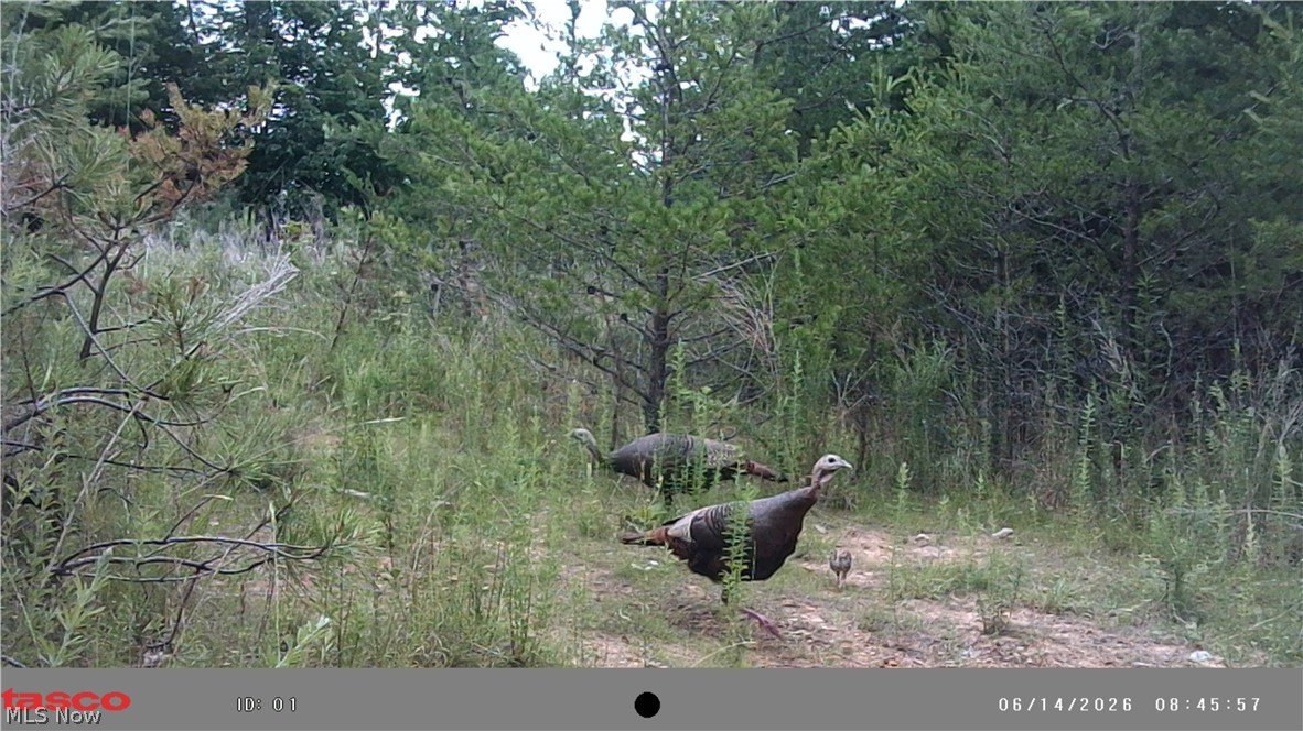 Glendale Pike Property Photo 16