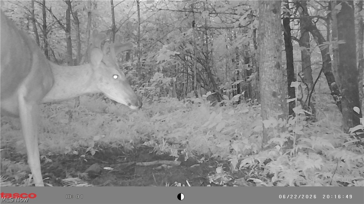 Glendale Pike Property Photo 18