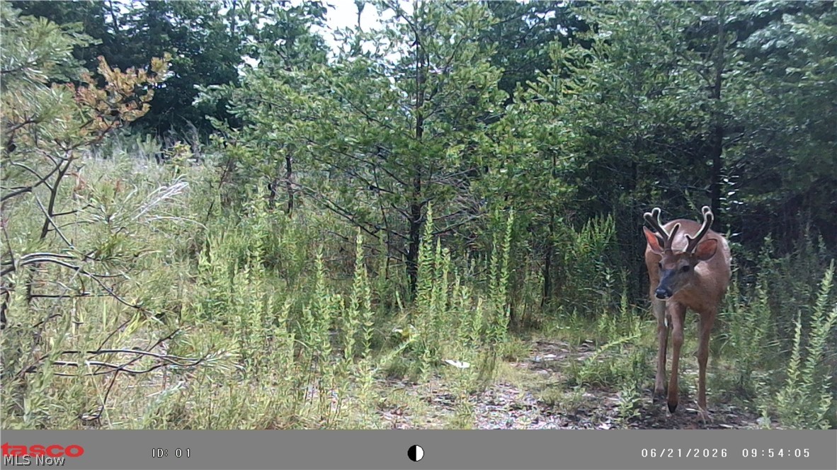 Glendale Pike Property Photo 19