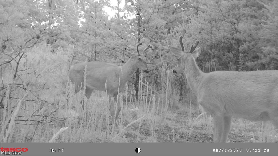 Glendale Pike Property Photo 21