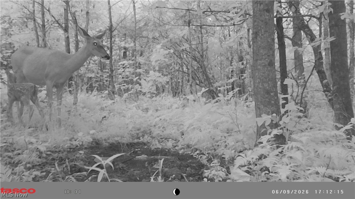 Glendale Pike Property Photo 22