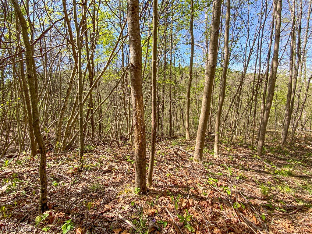 0 Brushy Hill Road Property Photo 10