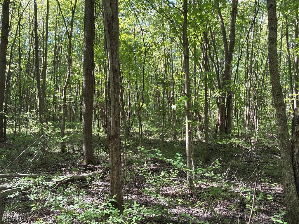 Rear Property Photo 11