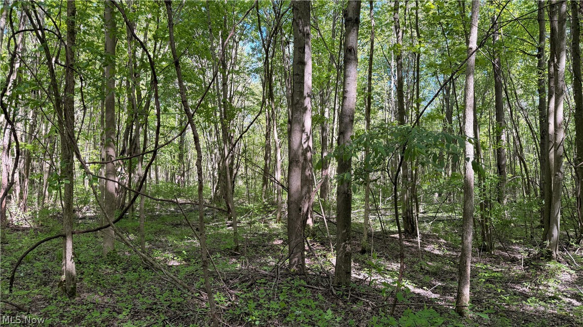 Rear Property Photo 23