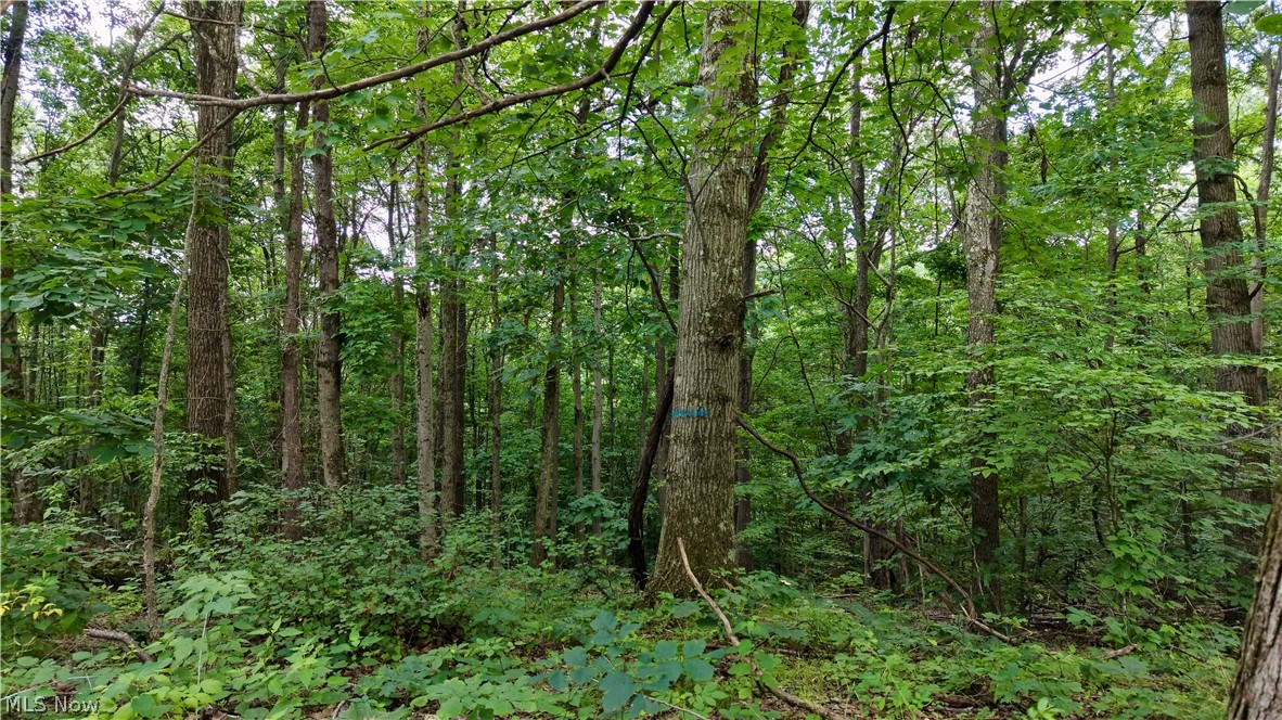 0 Temperanceville Highway Property Photo 17