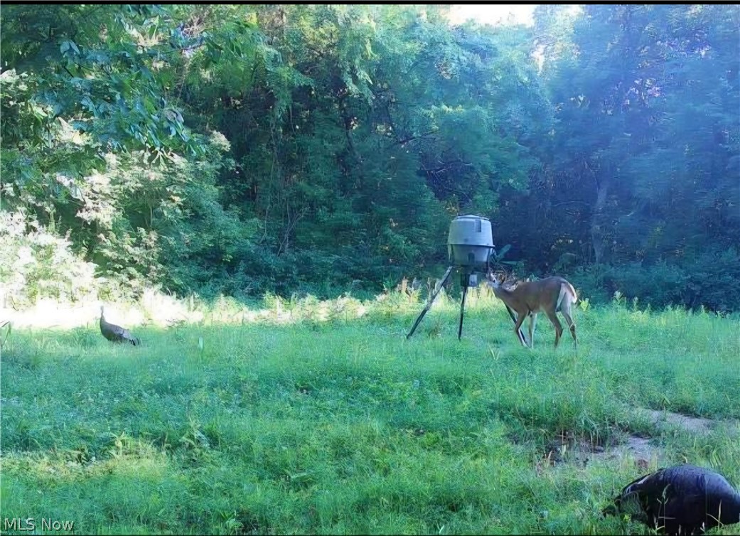Davis Ridge Property Photo 14