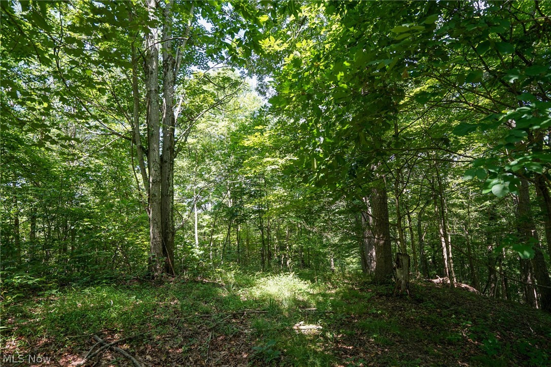 235 Butterbean Ridge Rd Property Photo 5