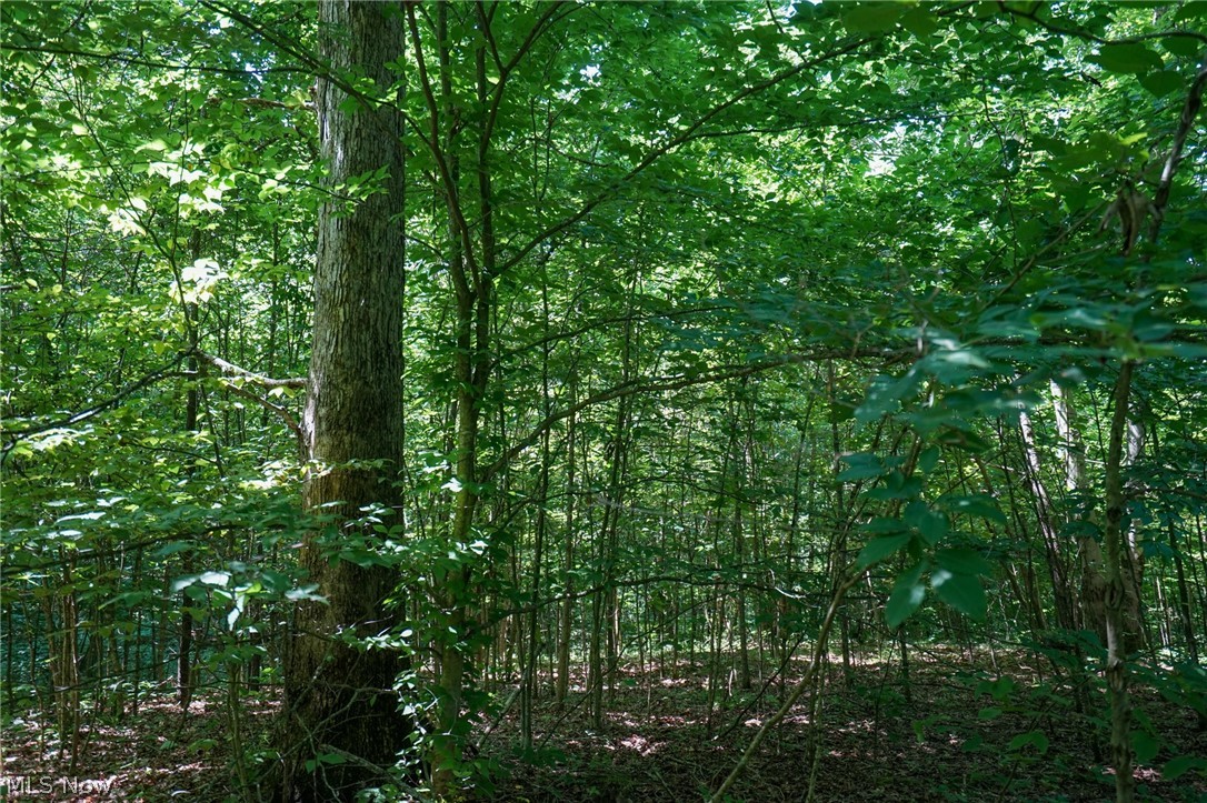 235 Butterbean Ridge Rd Property Photo 10