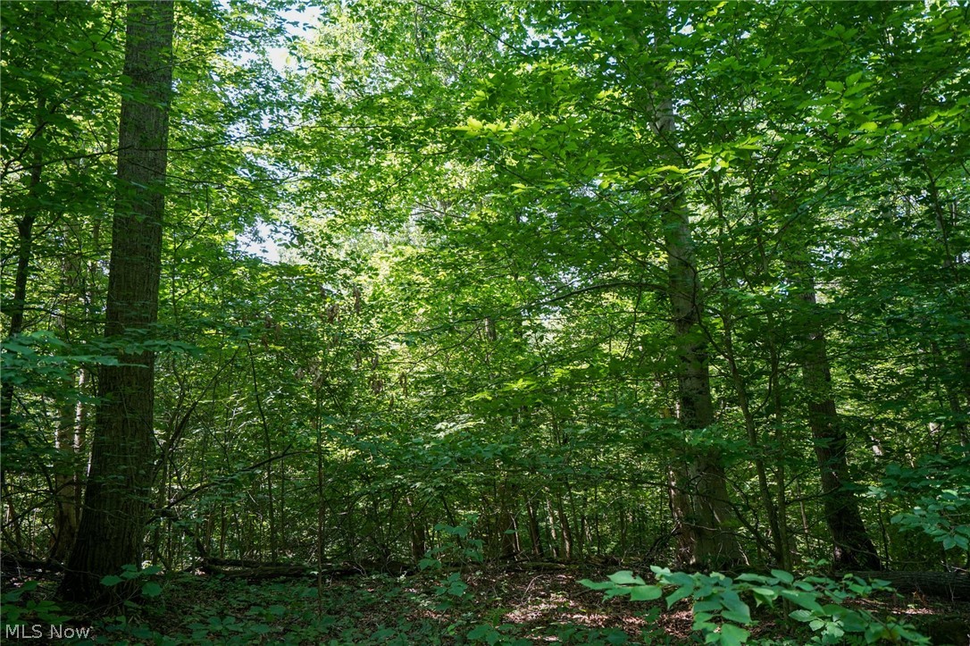 235 Butterbean Ridge Rd Property Photo 11