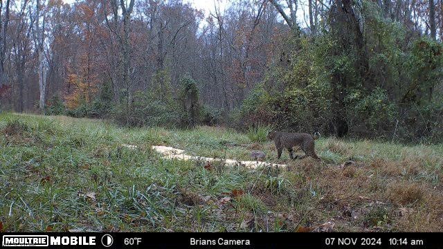 Brimstone Road Property Photo 19