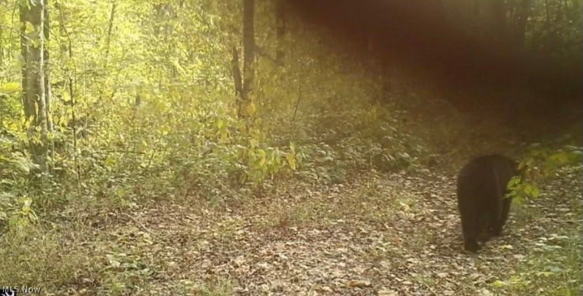 Crum Ridge Rd Property Photo 22