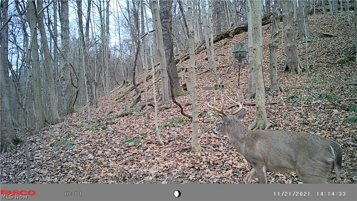 53520 Trough Run Road Property Photo 14