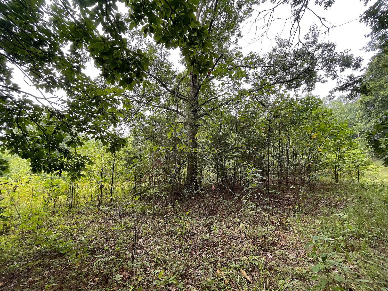 9662 State Route 217 Property Photo 18