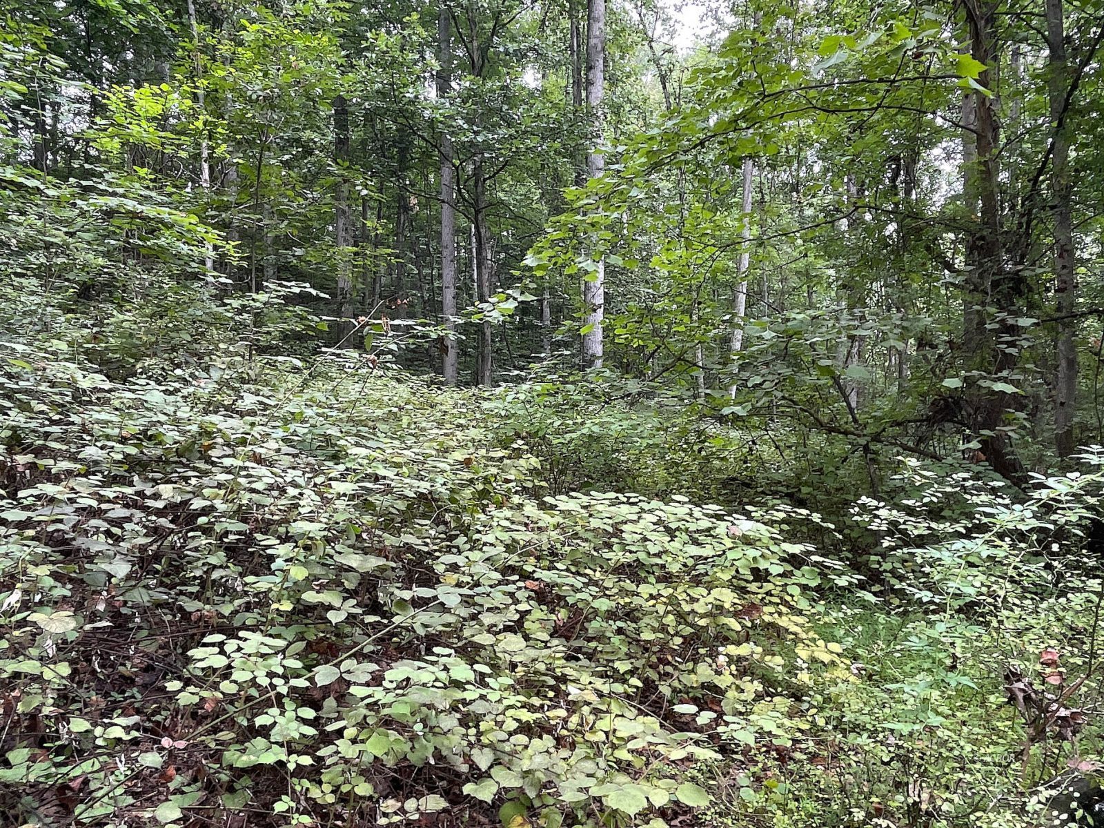 9662 State Route 217 Property Photo 22