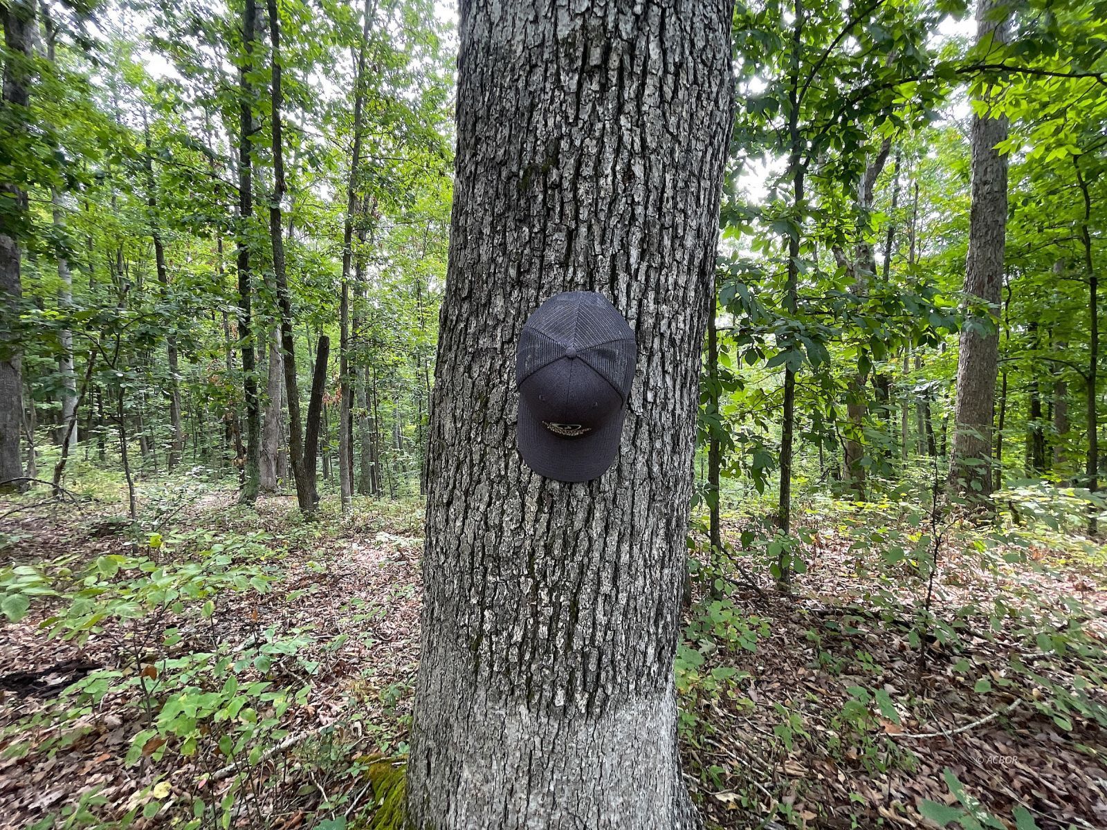 9662 State Route 217 Property Photo 29