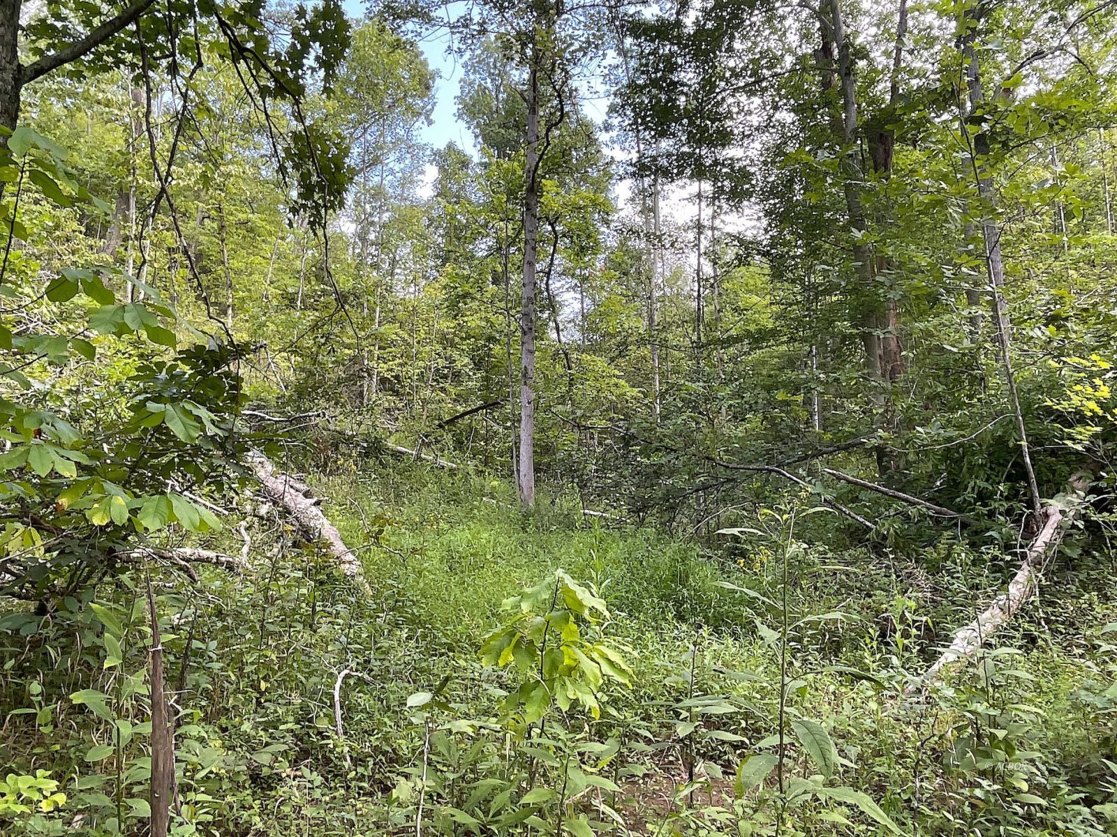 9662 State Route 217 Property Photo 42