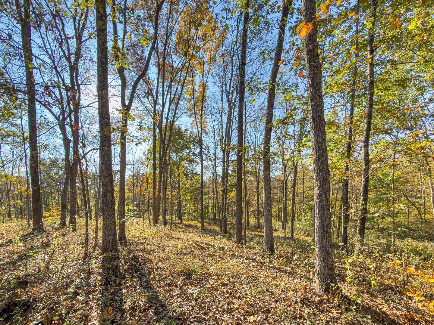 Chase Rd Property Photo 18
