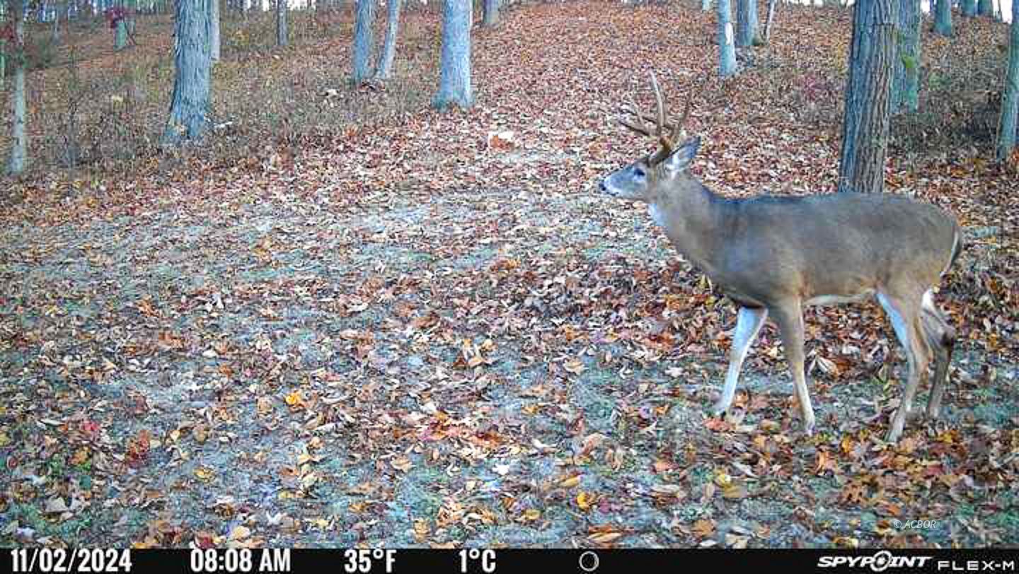 Chase Rd Property Photo 34