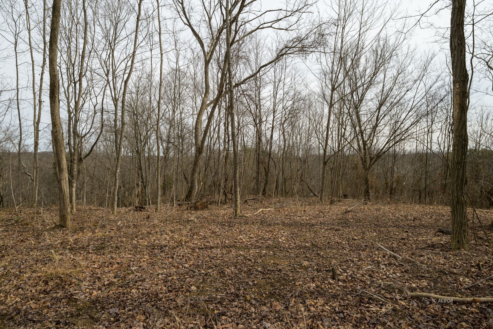 677 Dickens Rd Property Photo 11