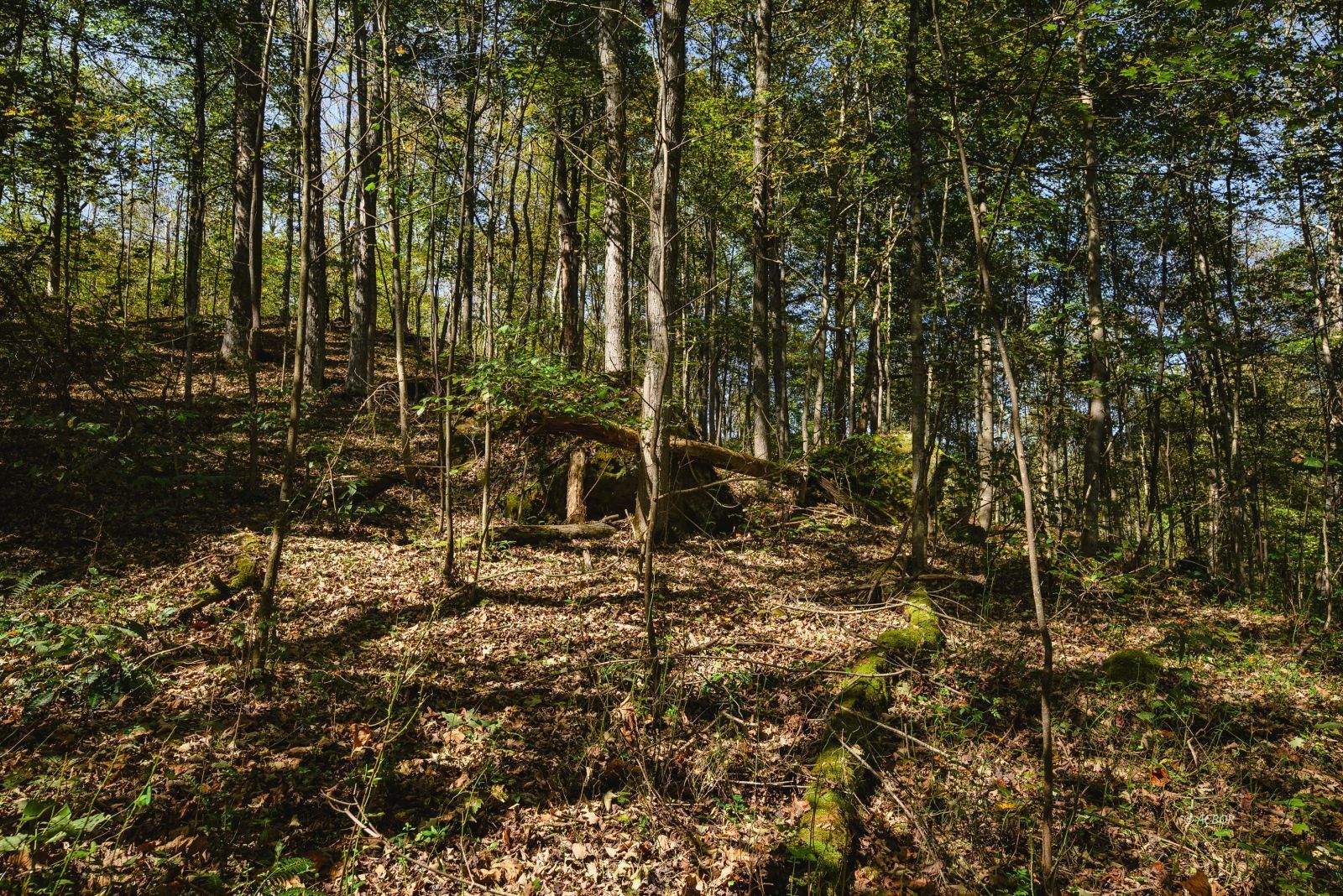 000 Little Kyger Property Photo 4
