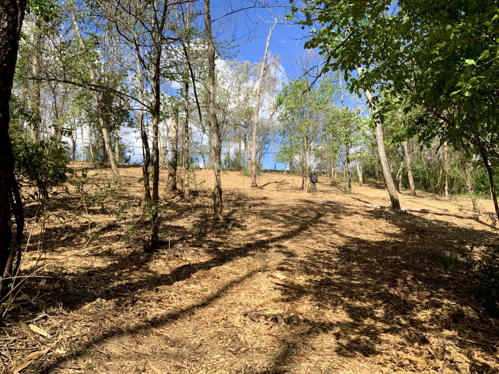 Blackburn Woods