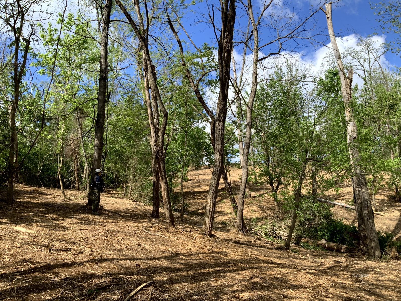 Blackburn Woods Property Photo 4