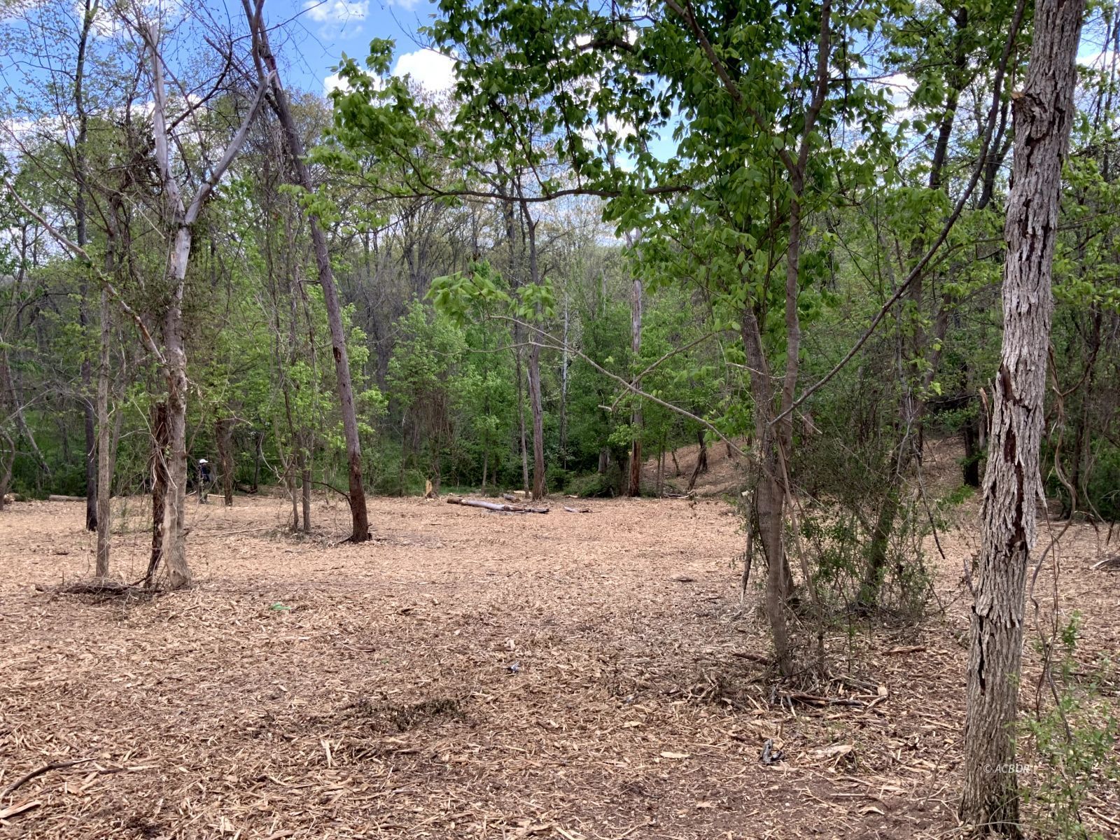 Blackburn Woods Property Photo 7