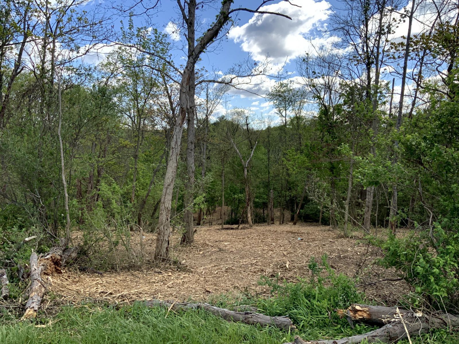 Blackburn Woods Property Photo 8