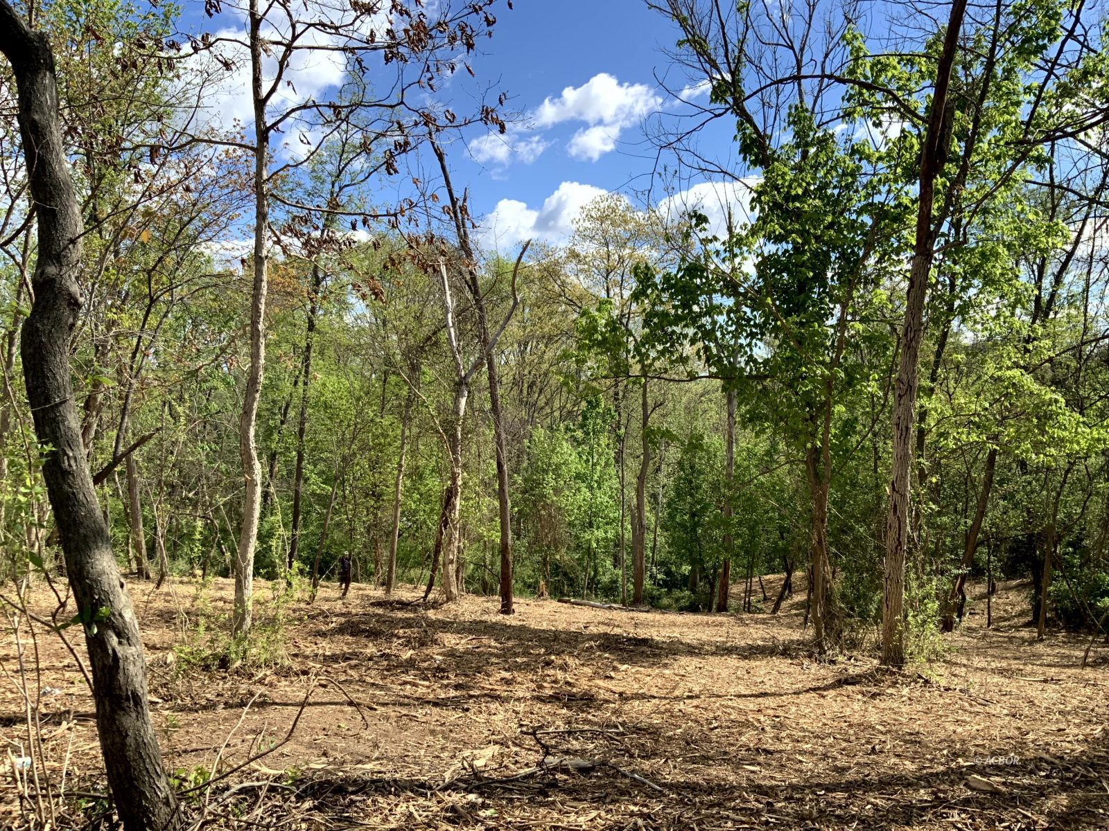 Blackburn Woods Property Photo 10